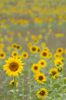 Vercors: Common Sunflower (Helianthus annuus) field flow