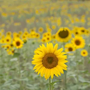 Vercors: Common Sunflower (Helianthus annuus) field flowering