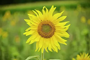 Annuus: Common sunflower (Helianthus annuus) growing on