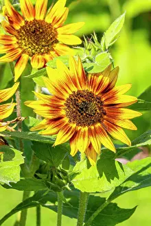 Fire: Common Sunflower Ring of Fire, Helianthus annuus