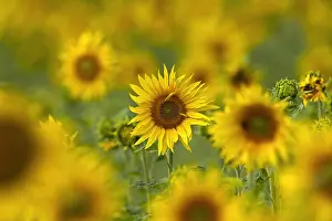 Annuus: Common sunflowers (Helianthus annuus) flowering in field