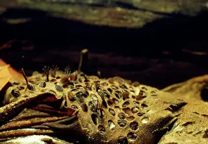 Andrea Florence: Common Suriname / Star-fingered / Pipa Pipa Toad