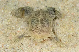 Fingered: Common Suriname Toad / Star-fingered Toad, Leticia, Colombia