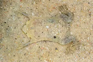 Fingered: Common Suriname Toad / Star-fingered Toad, Leticia, Colombia