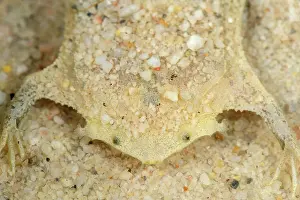 Toads: Common Suriname Toad / Star-fingered Toad, Leticia, Colombia