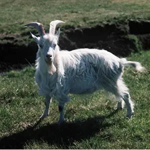 Billy: Common Swedish GOAT - Billy goat standing