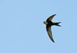 Capturing: Common Swift (Apus apus) capturing a mosquito in