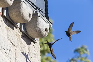 Swifts: Common Swift - bird in front of artificial nesting