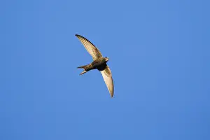 Swift: Common Swift - bird in flight, hunting for insects