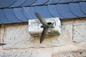 Swifts: Common Swift - bird flying in front of artificial