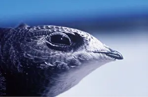 Swift: Common SWIFT - close-up of head