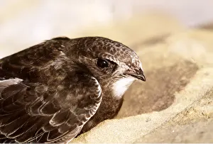 Swift: Common SWIFT - close-up of head