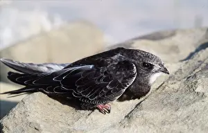 Swift: Common SWIFT - close-up on rock