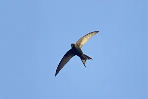 Apus: Common Swift - In flight
