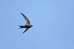 Apus: Common Swift - In flight