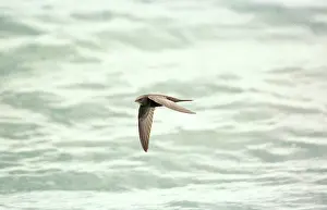 Swifts: Common SWIFT - IN FLIGHT