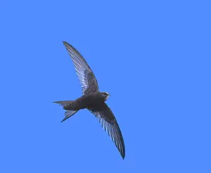 Apus: Common SWIFT - In Flight
