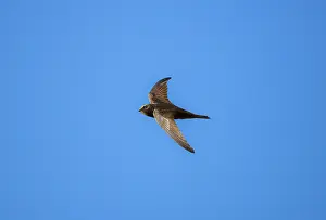 Swifts: Common Swift in flight