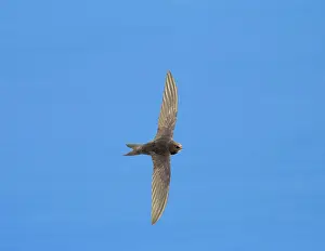 Swifts: Common SWIFT - In Flight