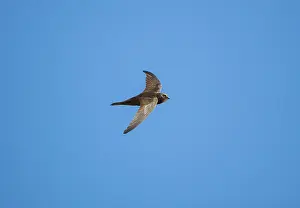 Swifts: Common Swift - in flight