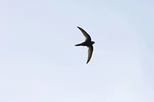 Swifts: Common Swift - in flight
