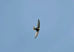 Swifts: Common Swift - in flight