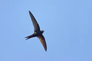 Apus: Common Swift - In flight