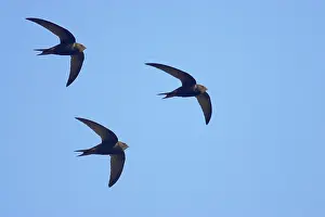 Apus: Common Swift - In flight