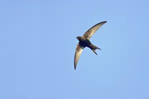 Apus: Common Swift - In flight