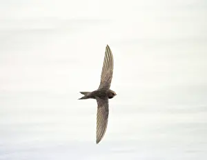 Swift: Common SWIFT - in flight