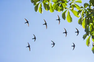 Swifts: Common Swift - flock flying in formation over breeding