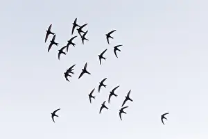 Swift: Common Swift - flock flying in formation over breeding