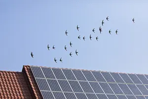 Swift: Common Swift - flock flying over house roof with