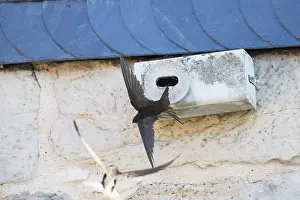 Swift: Common Swift - flying in front of artificial nesting