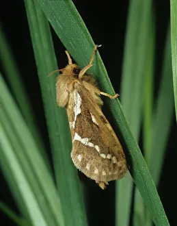 Swift: Common swift moth