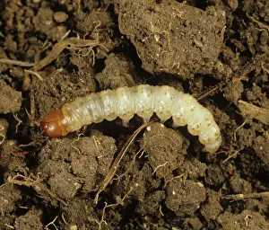 Swift: Common swift moth caterpillar