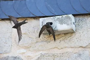 Swifts: Common Swift - pair in front of artificial nesting