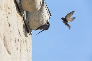 Swift: Common Swift - pair in front of artificial nesting