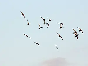 Swifts: Common Swift - screaming summer flocks