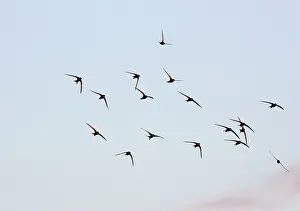 Swifts: Common Swift - Screaming summer flocks