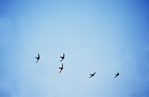 Swift: Common SWIFT - x five in flight
