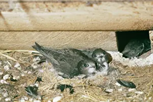 Swifts: Common SWIFT - two young at nest