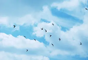 Elizabeth Bomford: Common SWIFTS