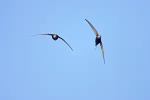 Apus: Common Swifts - In flight