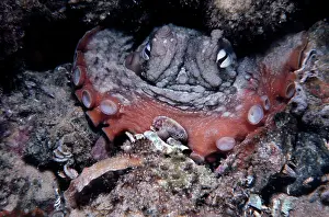 Sydney: Common Sydney OCTOPUS - close-up, endemic