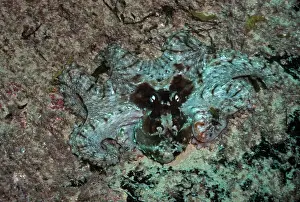 Sydney: Common Sydney OCTOPUS - endemic