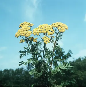 Donna Dickson: COMMON TANSY