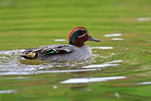 Crecca: Common Teal