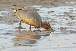 Teal: Common Teal