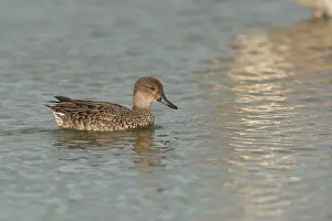 Teal: Common Teal